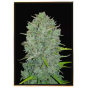 Northern Lights Autoflowering – Nasiona konopi autoflowering Northern Lights Autoflowering – Nasiona konopi autoflowering