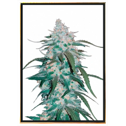 Pineapple Express - graines de cannabis | Livraison mondiale