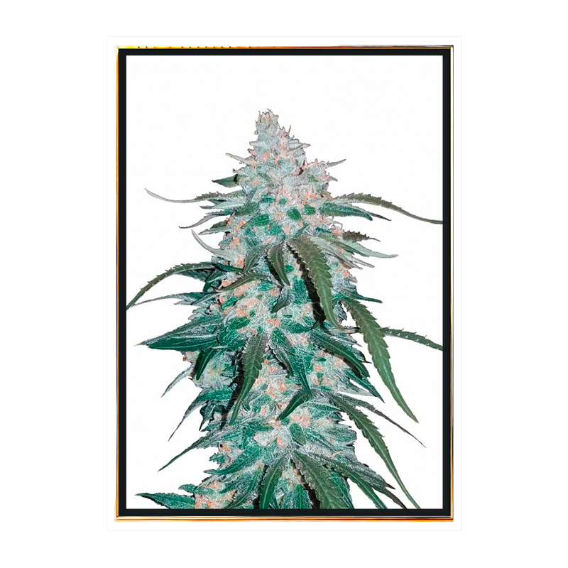 Pineapple Express Autoflowering - Hanfsamen