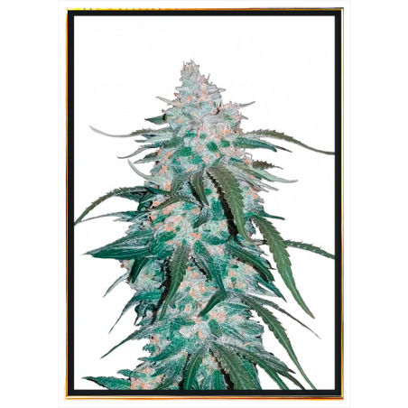 Pineapple Express - семена канабиса | Достава широм света