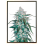 Pineapple Express Autoflowering - marijuana seeds