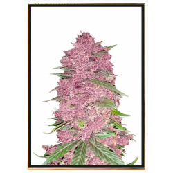 Семена конопли Purple Lemonade – доставка по всему миру