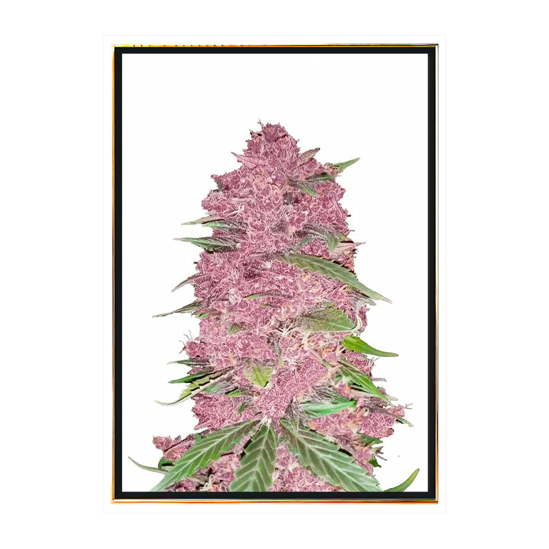 Purple Lemonade autoflowering - semena konopí