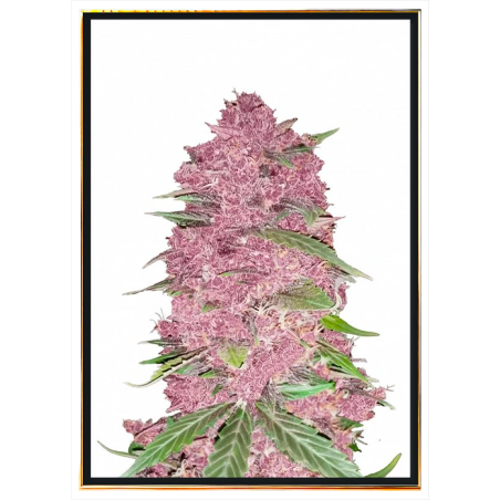 Purple Lemonade семена конопље – светска достава