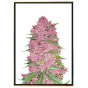 Purple Lemonade autofiorente - semi di cannabis Purple Lemonade autofiorente - semi di cannabis