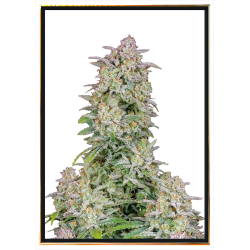 Runtz Autofiorente – Semi di Cannabis, Spedizione Globale