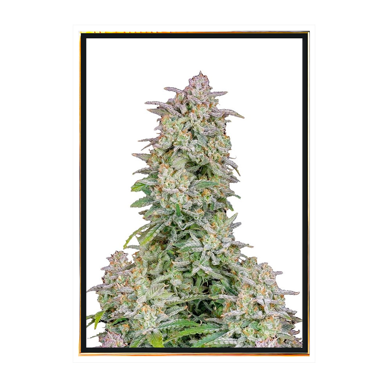 Runtz autoflowering - autoflowering cannabis seeds Runtz autoflowering - autoflowering cannabis seeds