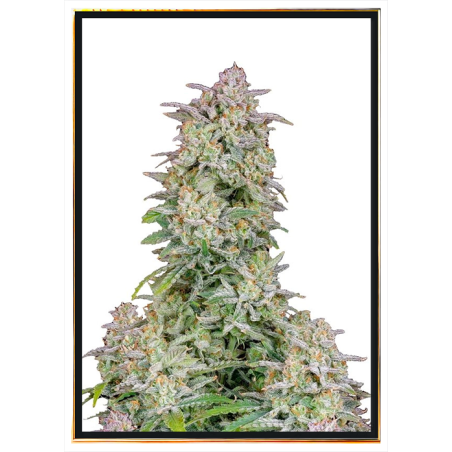 Runtz Autofloreciente – Semillas de Cannabis, Envío Mundial
