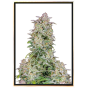 Runtz autoflowering - Graines de cannabis autofloraison