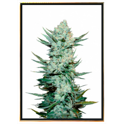 Tangie Autoflowering - semi di cannabis, spedizione globale
