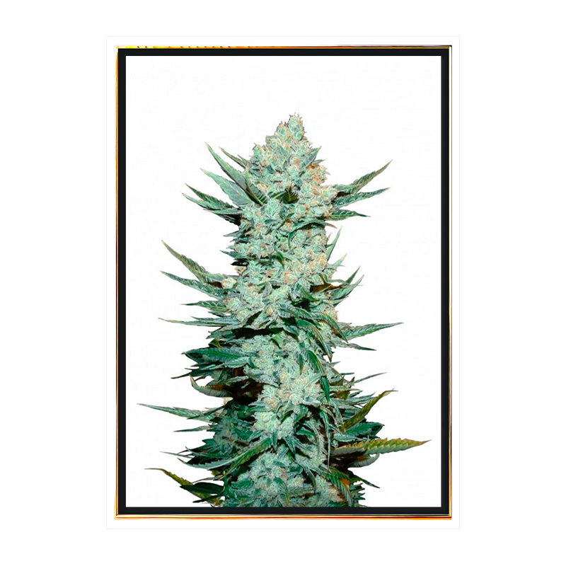 Tangie autoflowering - semillas de cannabis autoflorecientes