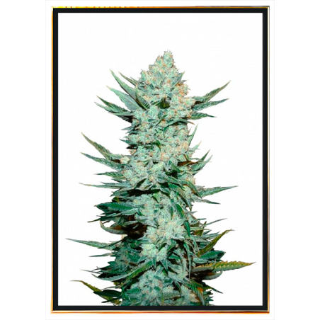 Tangie Autoflowering - семена конопље, светска достава