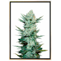 Tangie Autoflowering - selbstblühende Cannabissamen Tangie Autoflowering - selbstblühende Cannabissamen