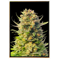 Wedding - semi di cannabis | Consegna veloce in tutto il mondo