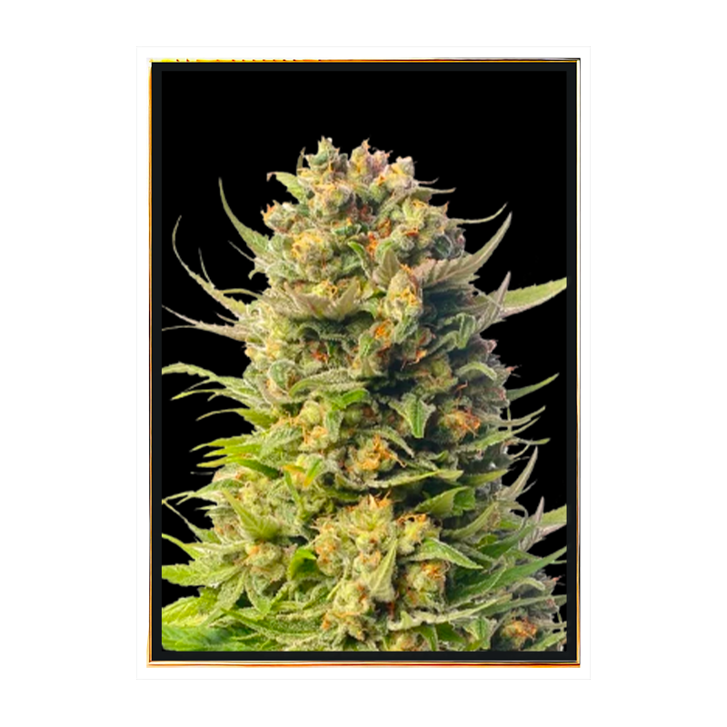 Wedding Autoflower - semi di cannabis autofiorenti Wedding Autoflower - semi di cannabis autofiorenti