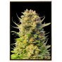 Wedding Autoflower - semi di cannabis autofiorenti Wedding Autoflower - semi di cannabis autofiorenti