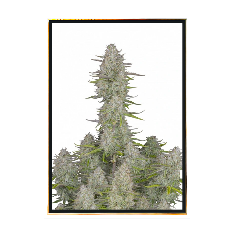 Cheesecake autoflowering - самоцветајућа семена марихуане