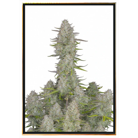 Cheesecake - graines de cannabis | Livraison rapide mondiale