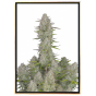 Cheesecake autoflowering - semi di marijuana autofiorenti Cheesecake autoflowering - semi di marijuana autofiorenti