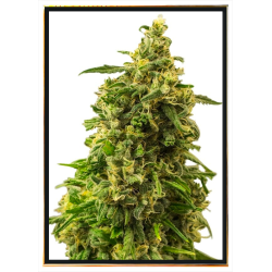 White Widow - semillas de cannabis | Envío rápido mundial