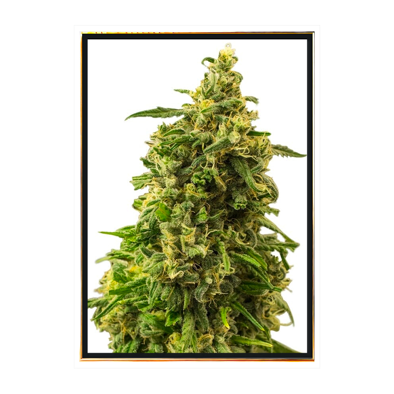 White Widow autoflowering - самоцветајућа семена марихуане White Widow autoflowering - самоцветајућа семена марихуане