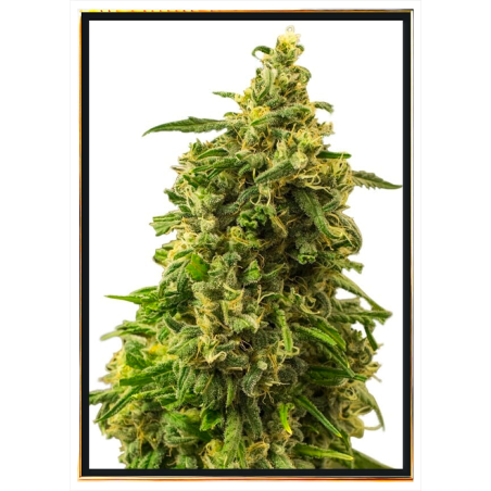 White Widow - semi di cannabis | Consegna veloce in tutto il mondo