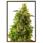 White Widow autoflowering - semi di marijuana autofiorenti