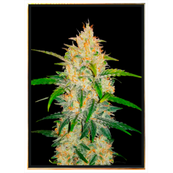 Zkittlez - graines de cannabis | Livraison rapide mondiale