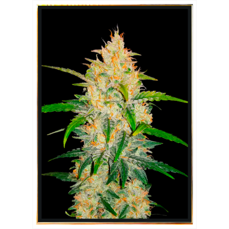 Zkittlez autoflowering bulk semena marihuany
