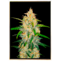 Zkittlez autofloraison - graines de marijuana en gros Zkittlez autofloraison - graines de marijuana en gros