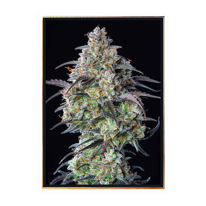 Mimosa Autofiorente - semi di cannabis autofiorenti