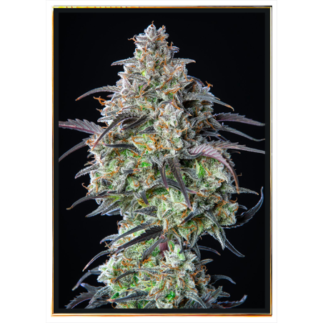 Mimosa Autofloreciente - semillas de cannabis autoflorecientes