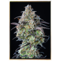 Mimosa Autofloreciente - semillas de cannabis autoflorecientes Mimosa Autofloreciente - semillas de cannabis autoflorecientes