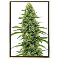 Skywalker Autofloraison - graines de cannabis | Livraison rapide