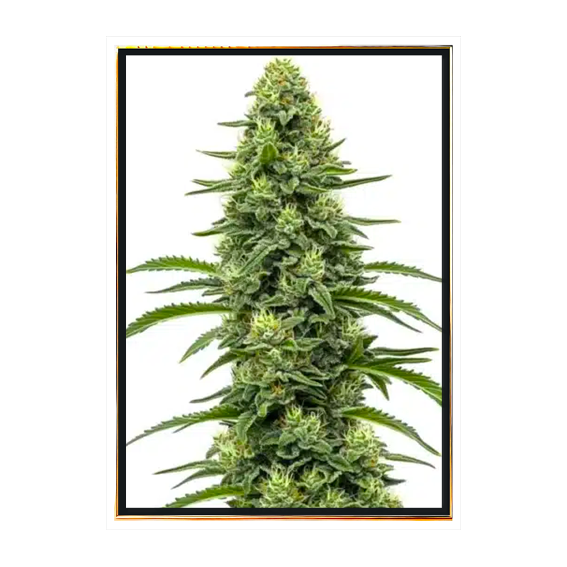 Skywalker Autofloreciente - semillas de marihuana a granel