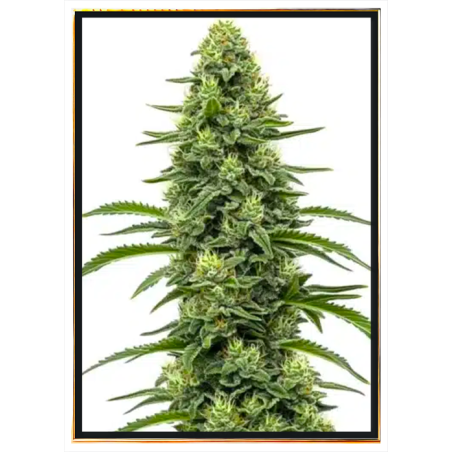 Skywalker Autofiorente - semi di marijuana all’ingrosso
