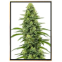 Skywalker Autofloraison - graines de marijuana en gros Skywalker Autofloraison - graines de marijuana en gros