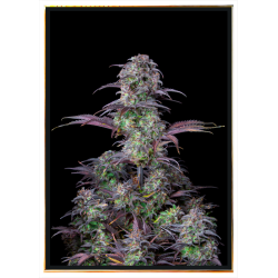 Gelato Autofiorente Blueberry - semi di cannabis | Consegna veloce