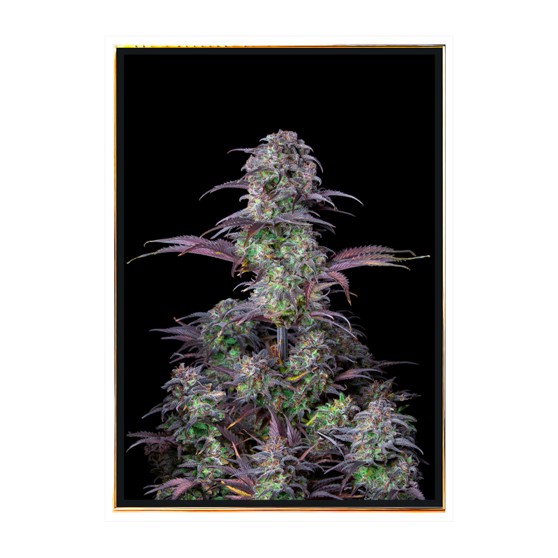 Gelato Samonakwitające (x BB) - nasiona marihuany Gelato Samonakwitające (x BB) - nasiona marihuany