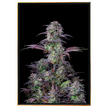 Gelato Auto Blueberry - semena konopí | Rychlé doručení