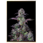 Gelato Autofloreciente (x BB) - semillas de marihuana Gelato Autofloreciente (x BB) - semillas de marihuana