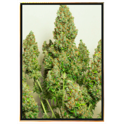 Mazar Autofloreciente - semillas de cannabis | Envío global