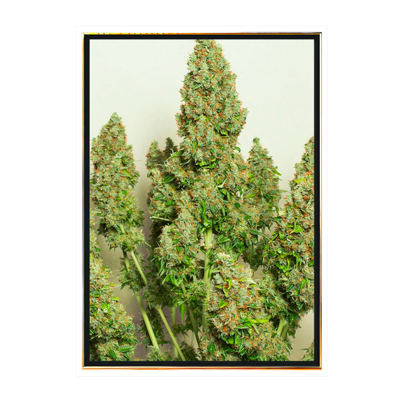 Mazar Autofloreciente - bulk semillas de marihuana