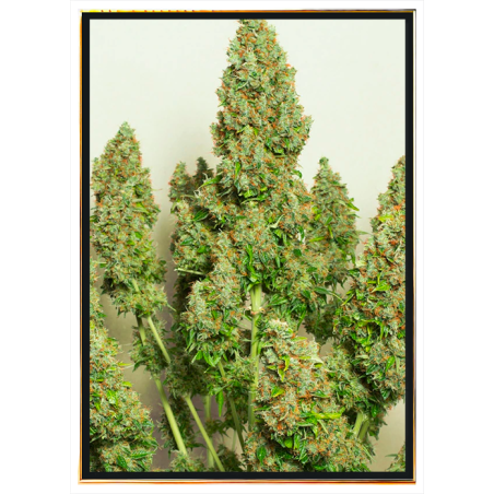 Mazar Autofloreciente - semillas de cannabis | Envío global