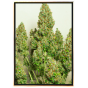 Mazar Automatic - bulk marijuana seeds