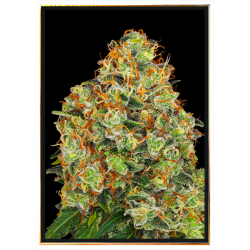 Runz x Wedding Cake семена конопље – брза достава