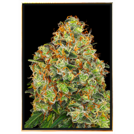 Runz x Wedding Cake semillas de cannabis – envío rápido