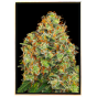 Runz x Wedding Cake - selbstblühende Hanfsamen Runz x Wedding Cake - selbstblühende Hanfsamen