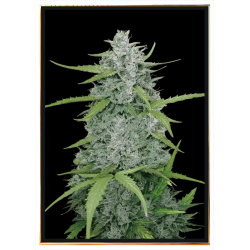 Sweet Dwarf semi di cannabis – consegna discreta globale