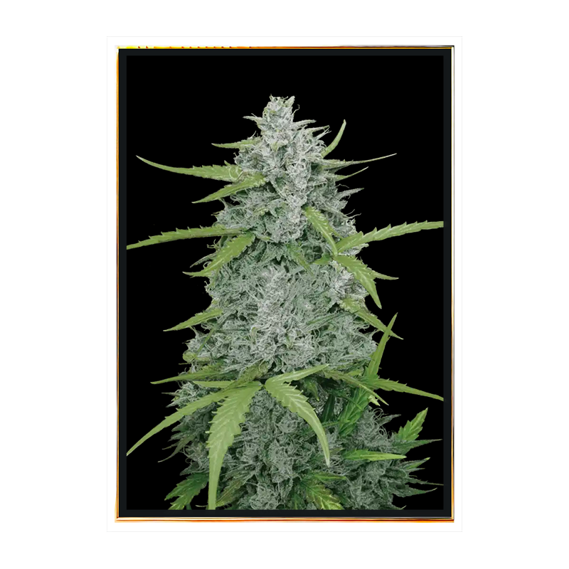 Sweet Dwarf automatic - cannabis seeds Sweet Dwarf automatic - cannabis seeds